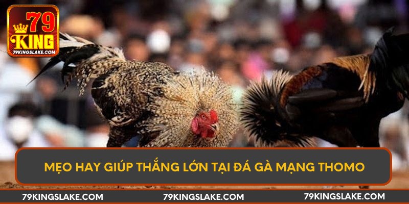 Mẹo hay giúp thắng lớn tại đá gà mạng Thomo