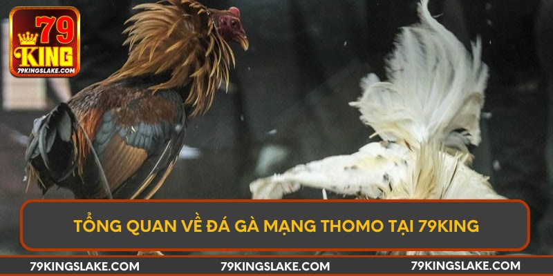 Tổng quan về đá gà mạng Thomo tại 79KING